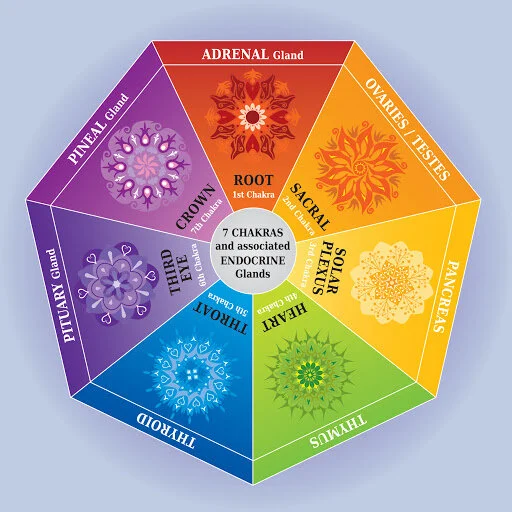 Chakras & glands.jpg