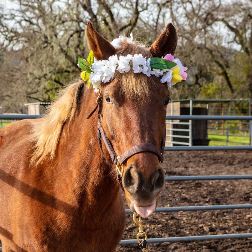 Willow on the First Day of Spring 2023