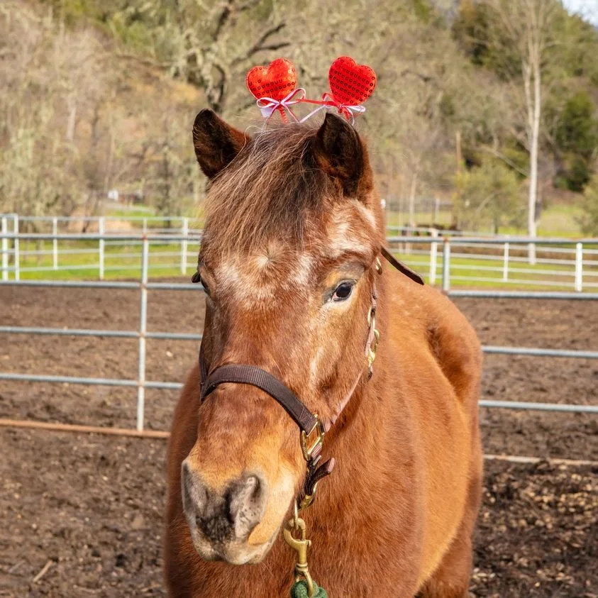 Rosemary wants to be your ♥️♥️♥ Valentine! 