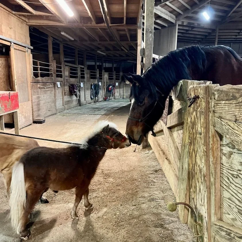 After the Clayton fire in 2016, there was a horse left at the shelter in Lake County...