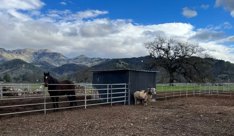 When the north wind blows, Mini-Moo and Ronnie know where to find shelter ...