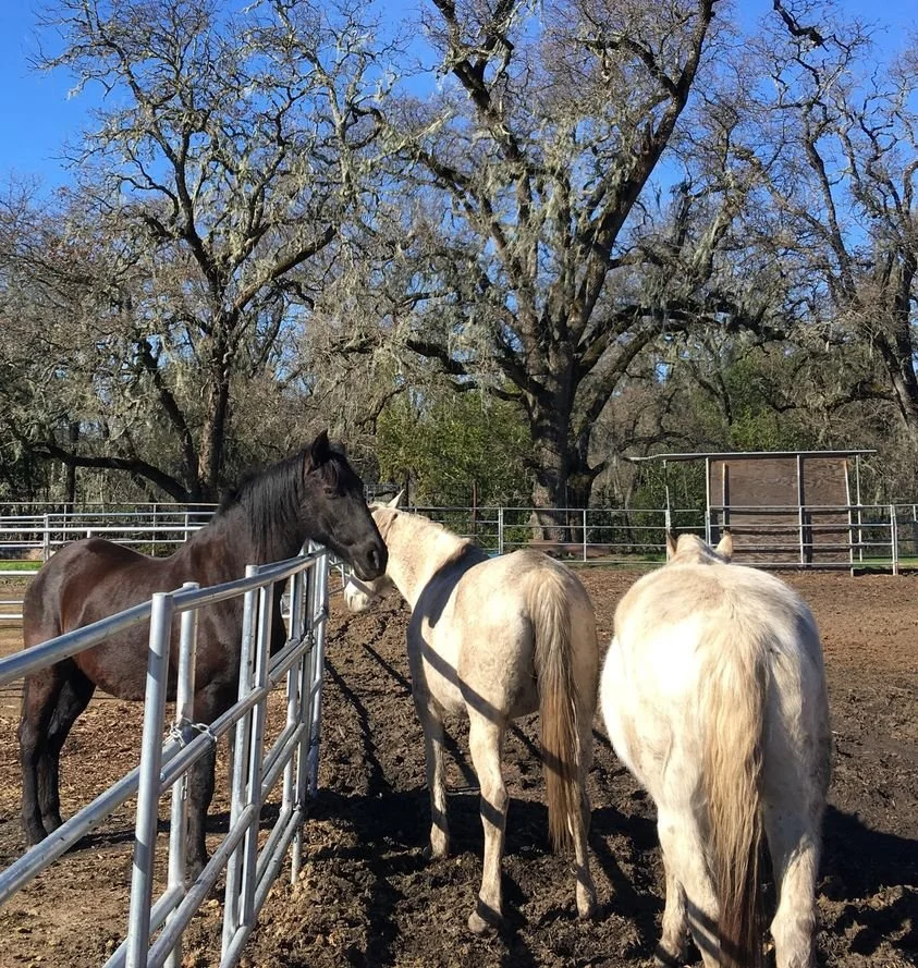 Well, hello!  We have several friendships☺️☺️developing amongst the Sunrise Herd...