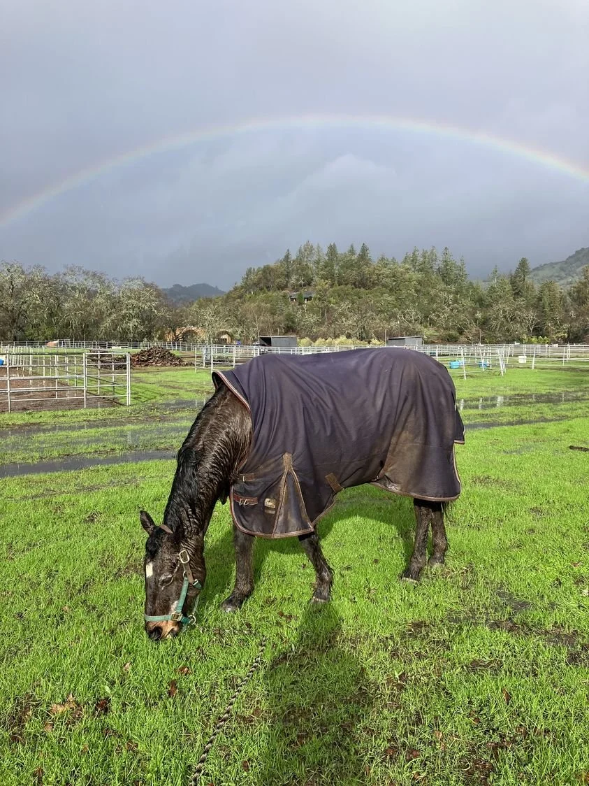 There have been a few rainbows🌈💦 between showers this week