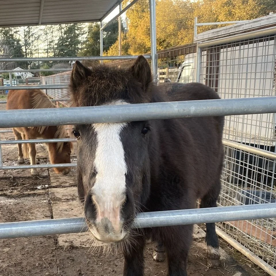 Jingles arrived at Sunrise in December with neglected hooves and a sweet but shy attitude