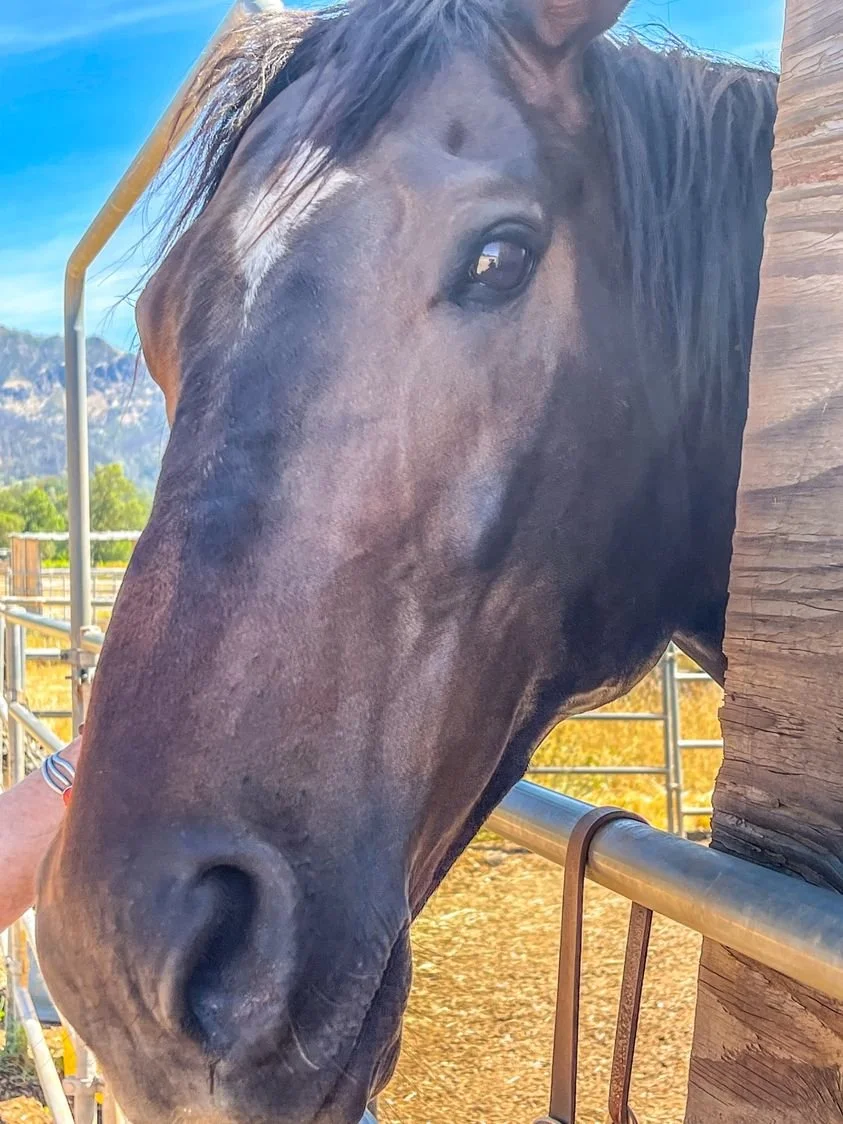 We reached our $10,000 matching grant goal in Napa Valley CanDo's GiveGuide!!