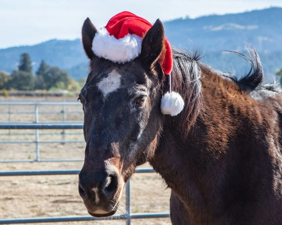 Merry Christmas from Shaq and the whole herd at Sunrise! 