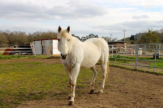 Miss Molly — Sunrise Horse Rescue