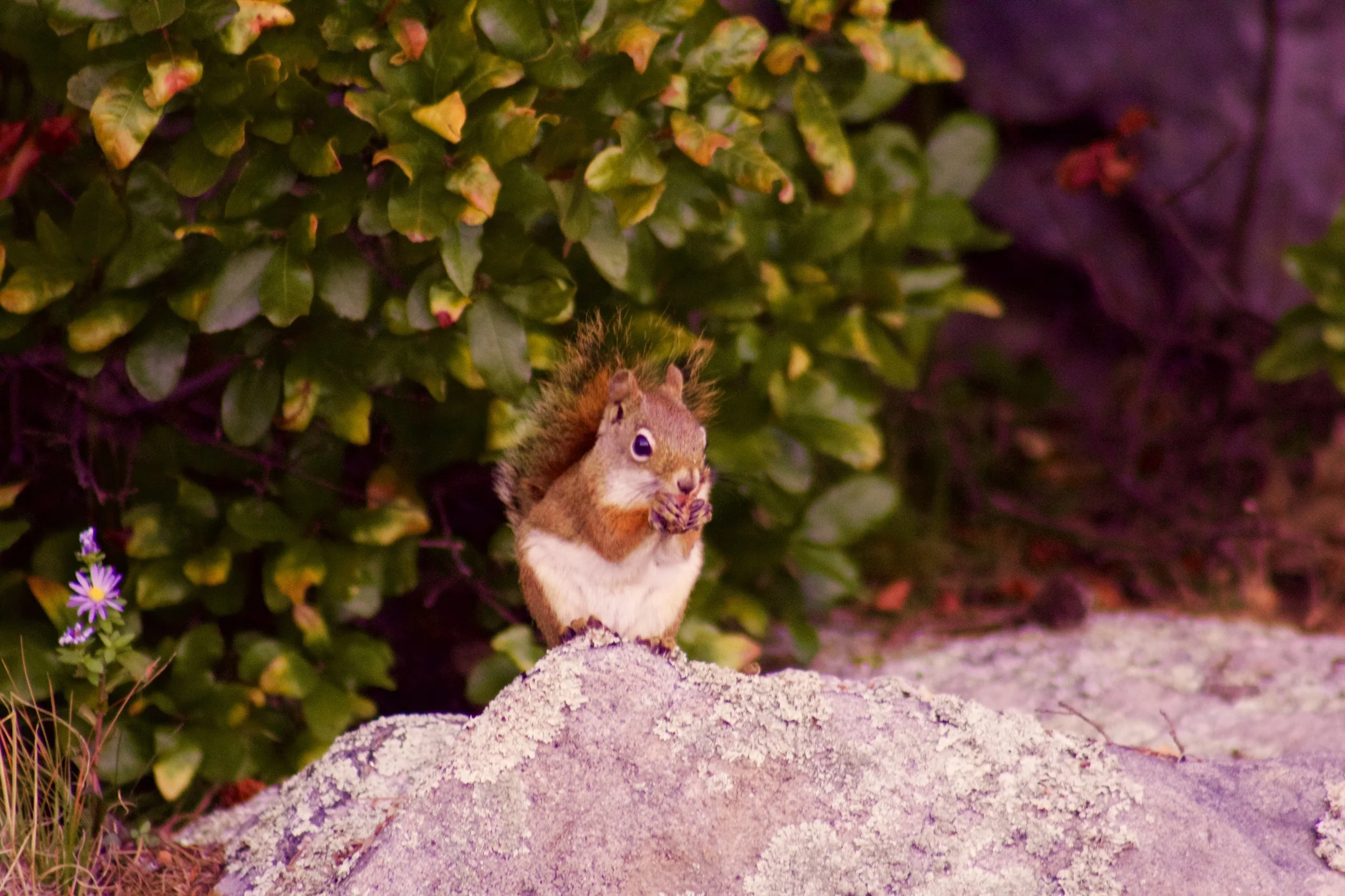 Red Squirrel