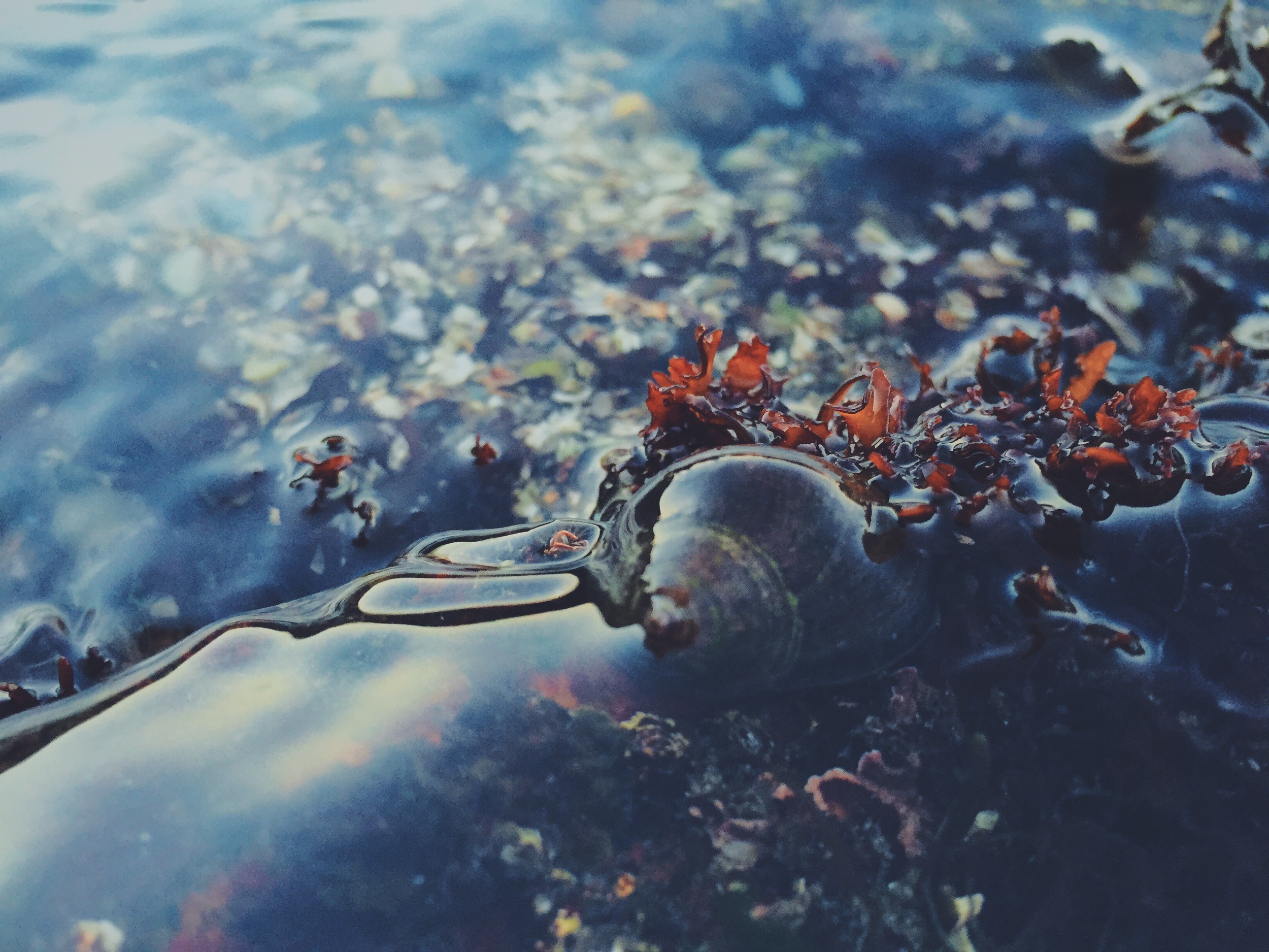 Snail in Tide, Cliff Kuhn-Lloyd
