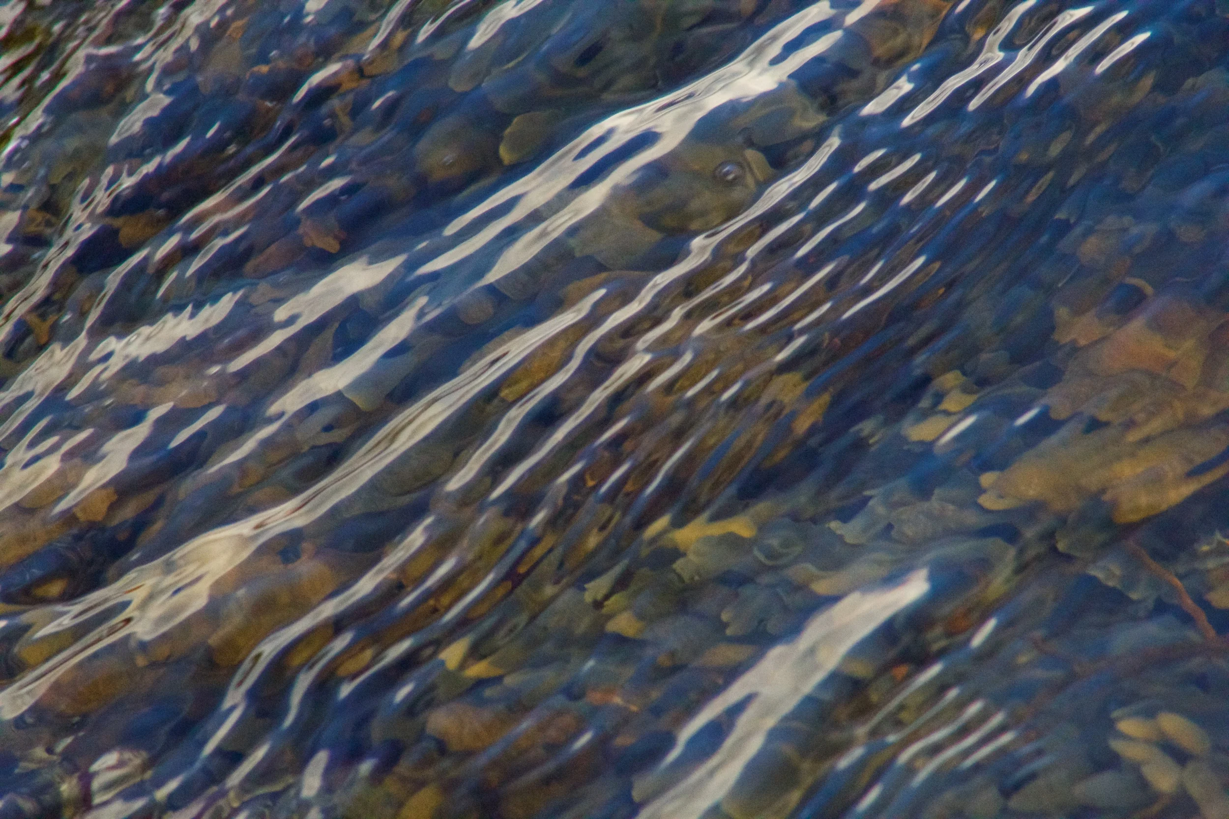Oils, Cliff Kuhn-Lloyd