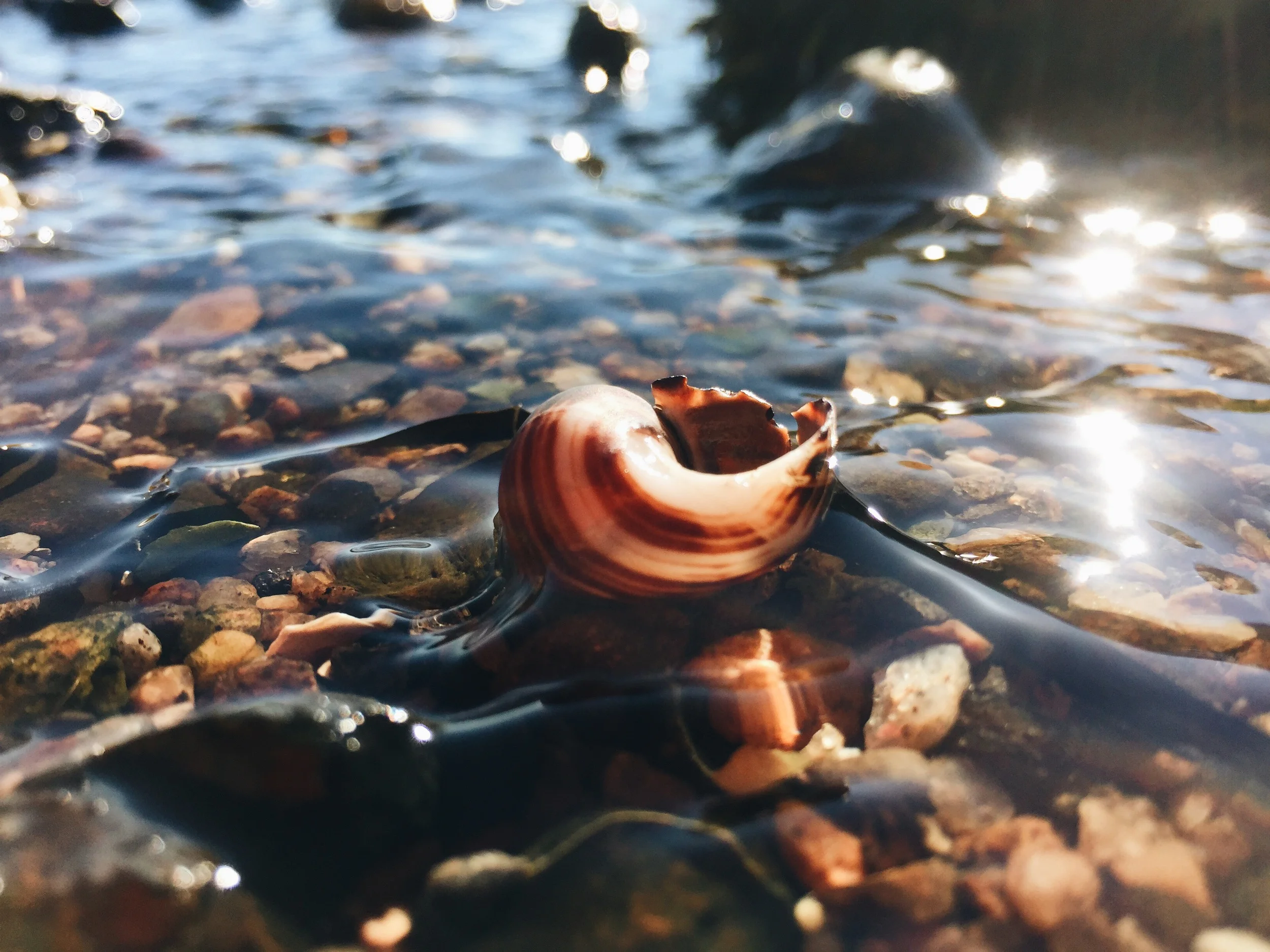 Reaching Light Snail, Cliff Kuhn-Lloyd