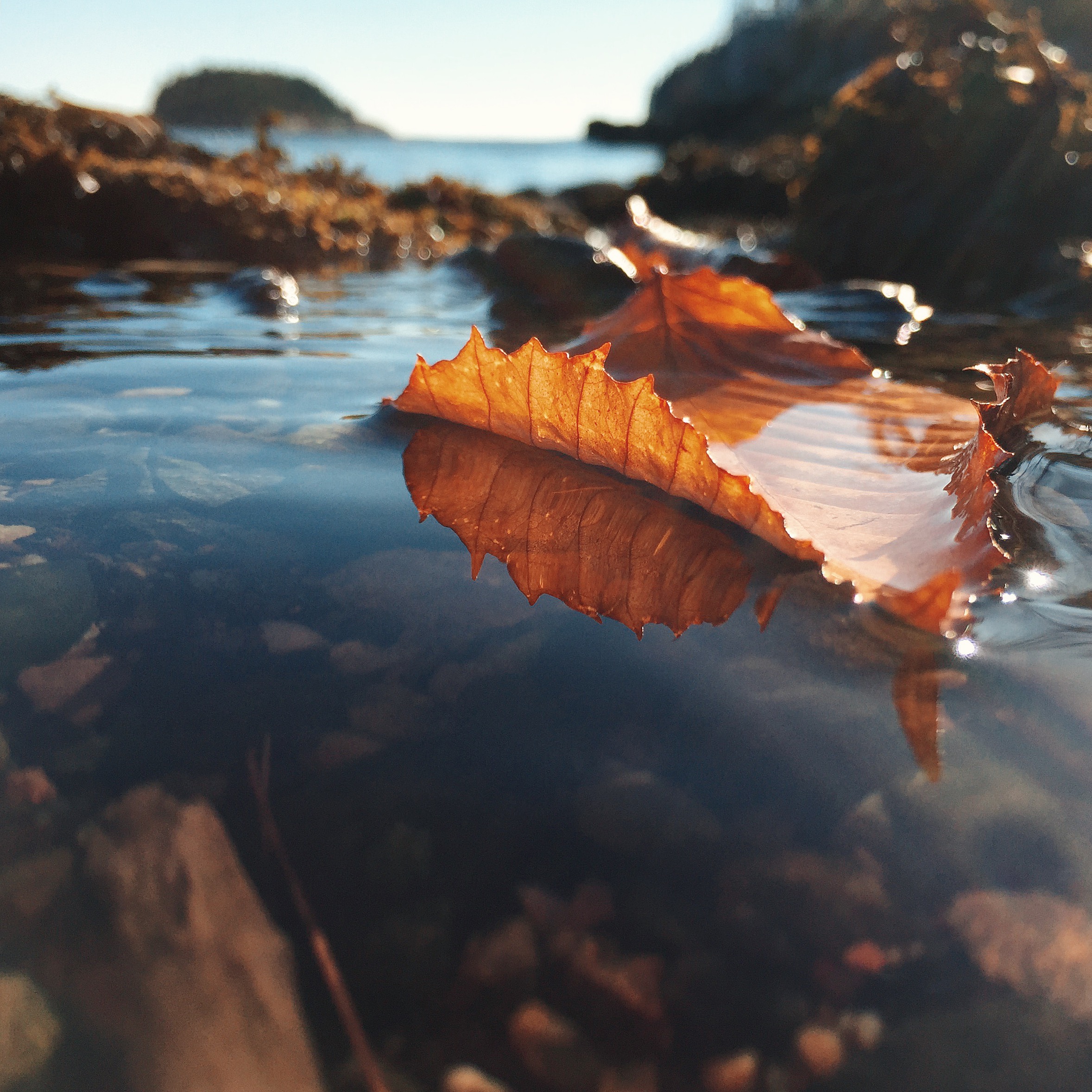 Autumn Island, Cliff Kuhn-Lloyd