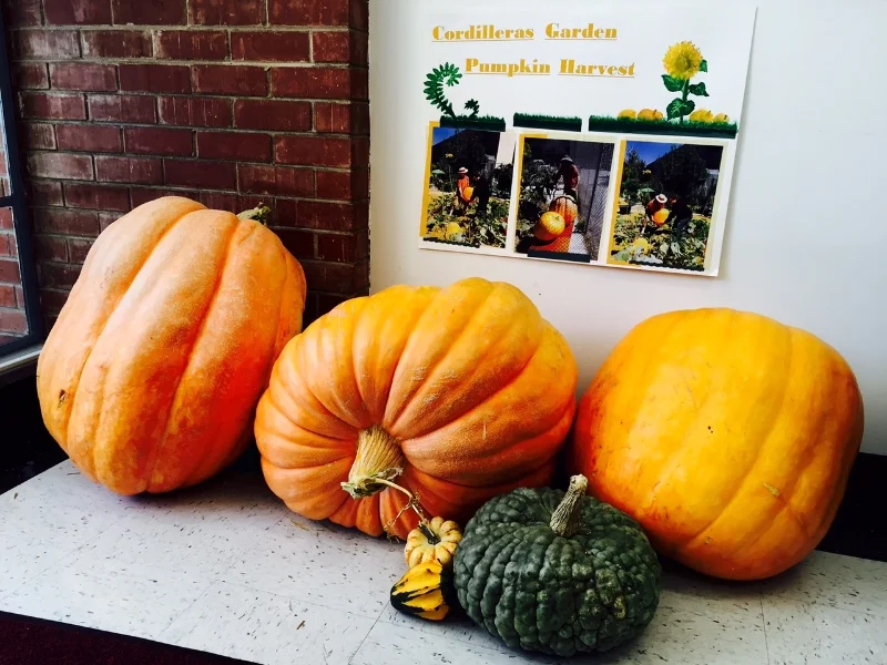 Pumpkins from the cordilleras garden: a combined 100 pounds!