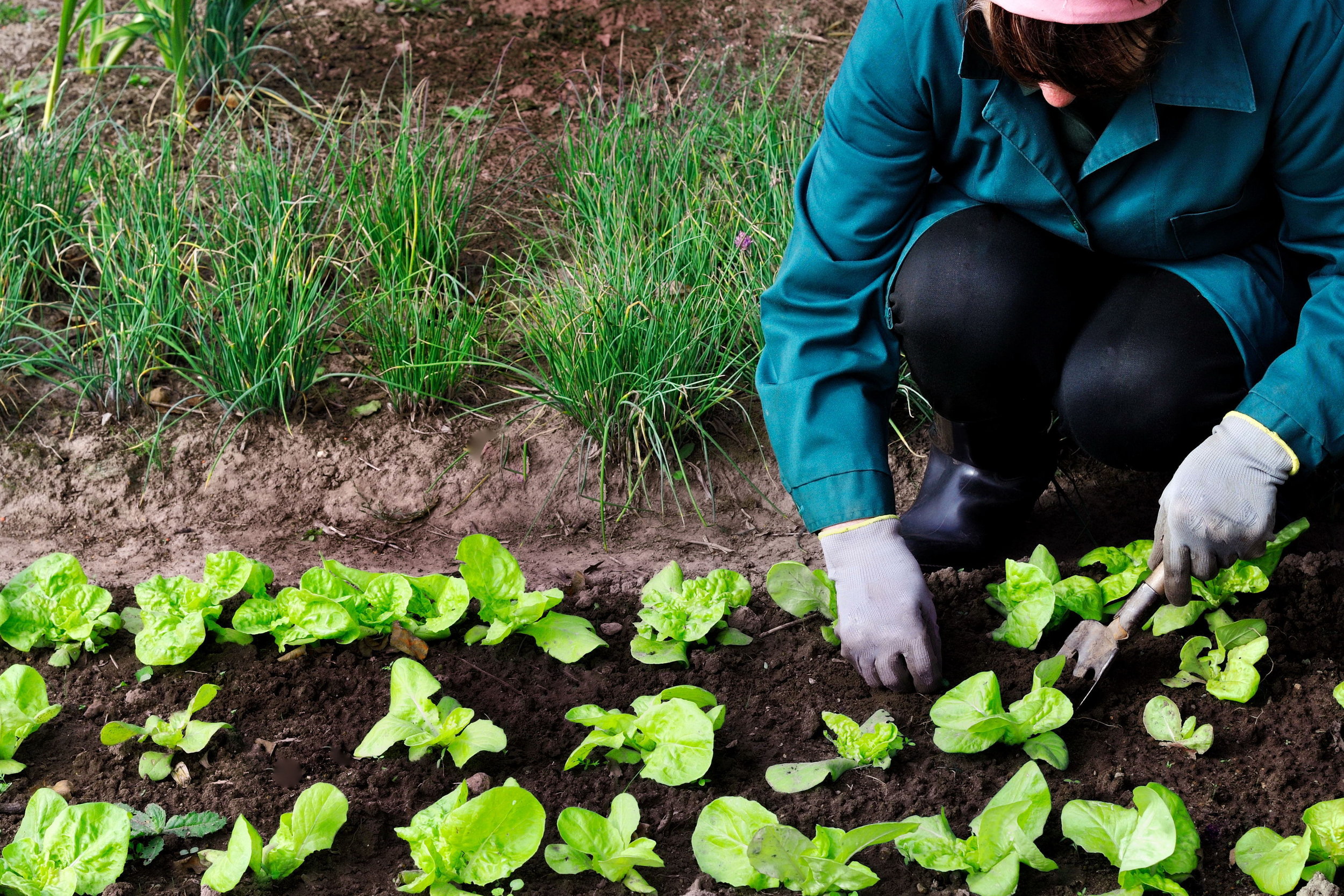 IMG_Person Gardening.jpg
