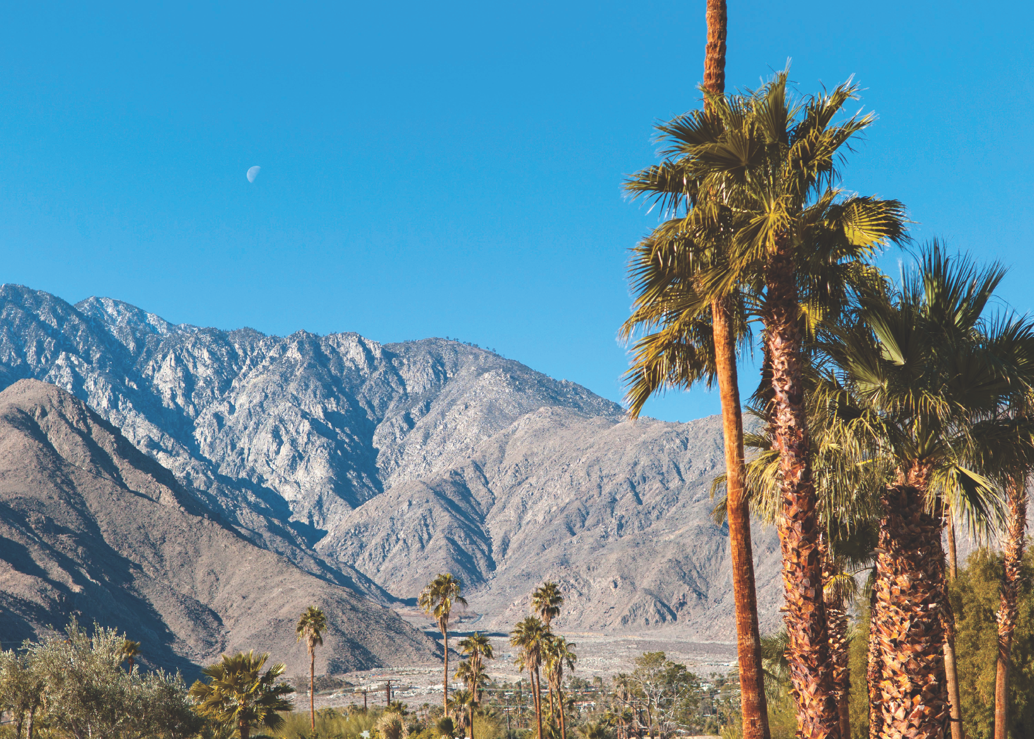 stock images_IMG_Palm Springs.png