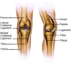 knee.jpg