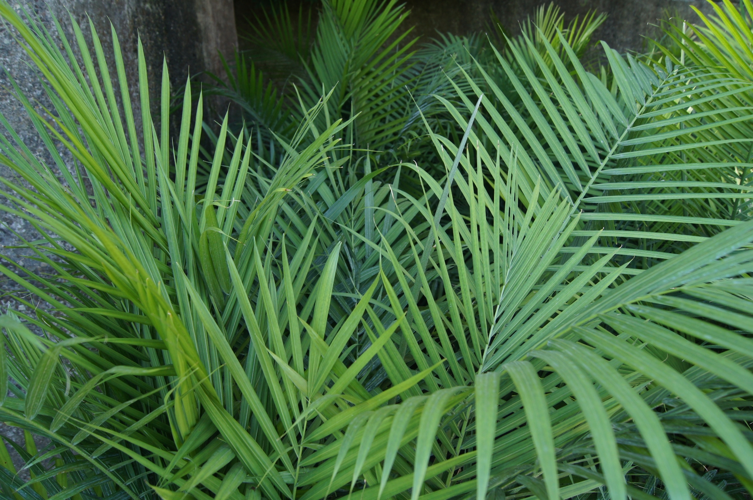 great plants blah blah blah.....