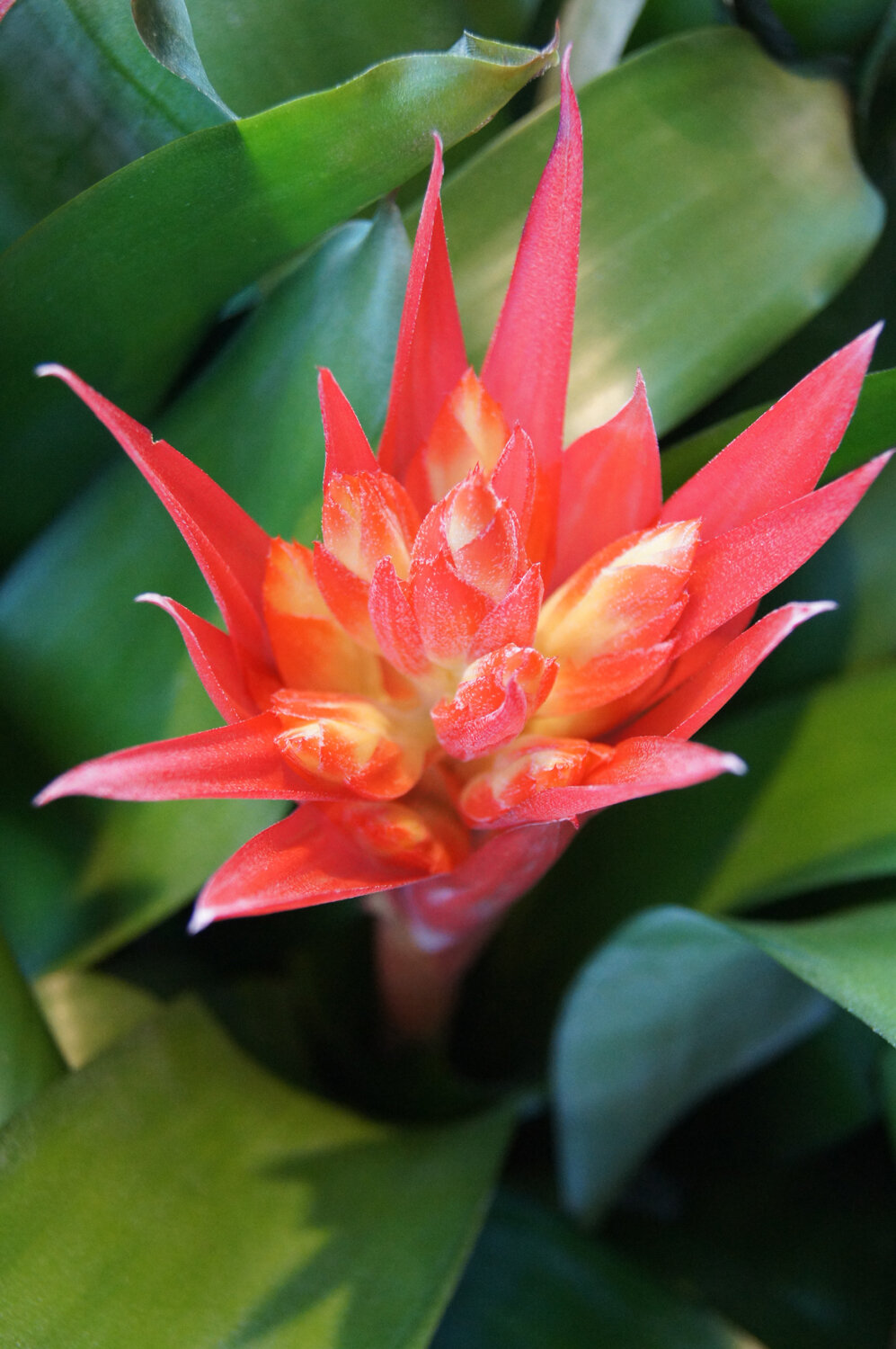 bromeliad 15.jpg