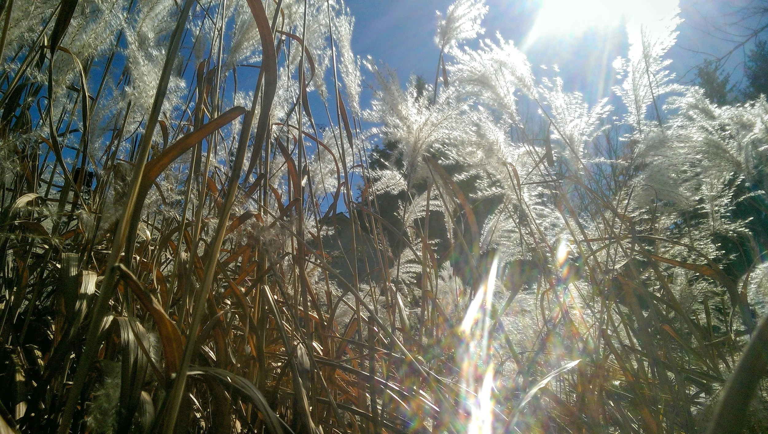 reeds in the light.jpg
