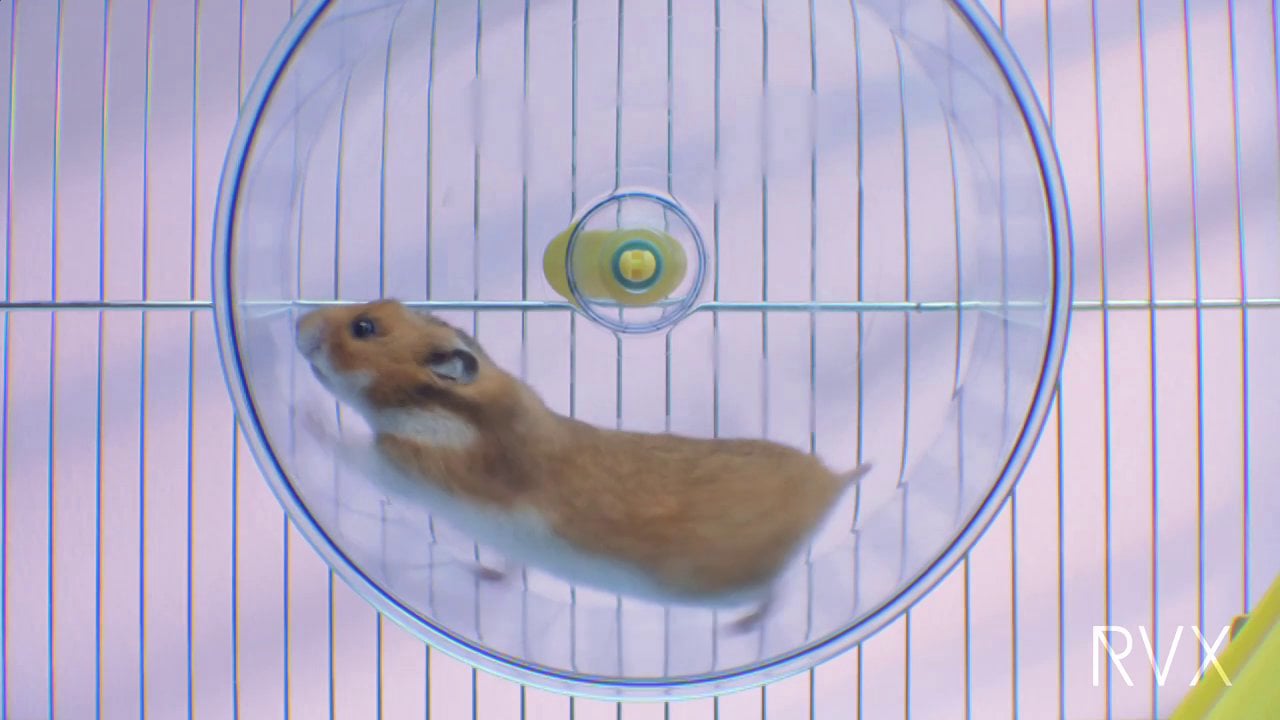 Free Radio Hamster - 2014