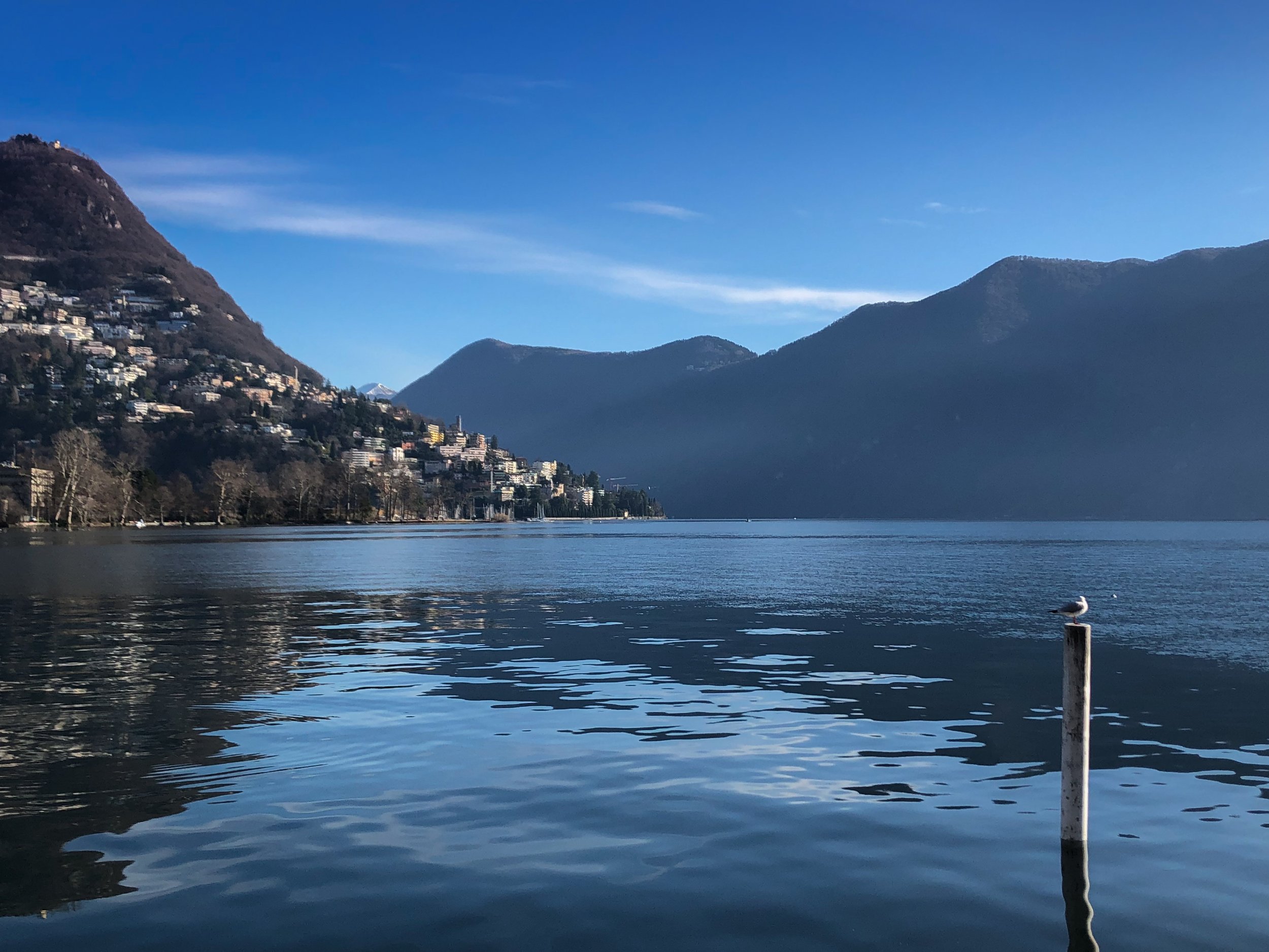 A Seagull In Lake Como.jpg