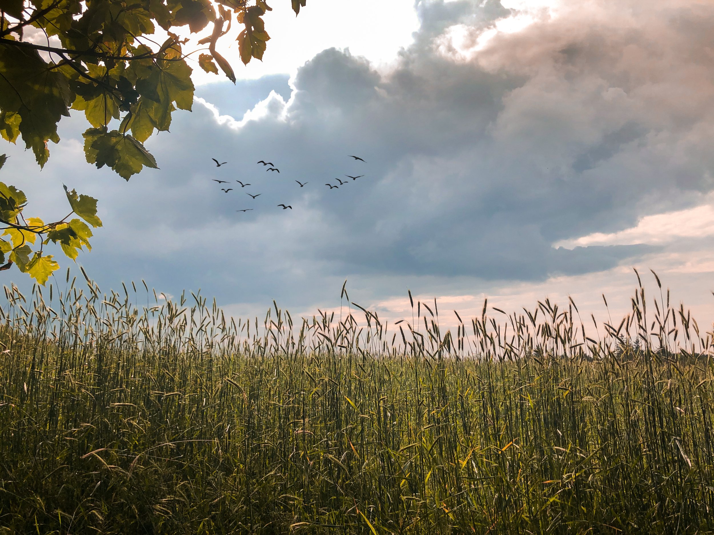 Portglenone Cornfield.jpg