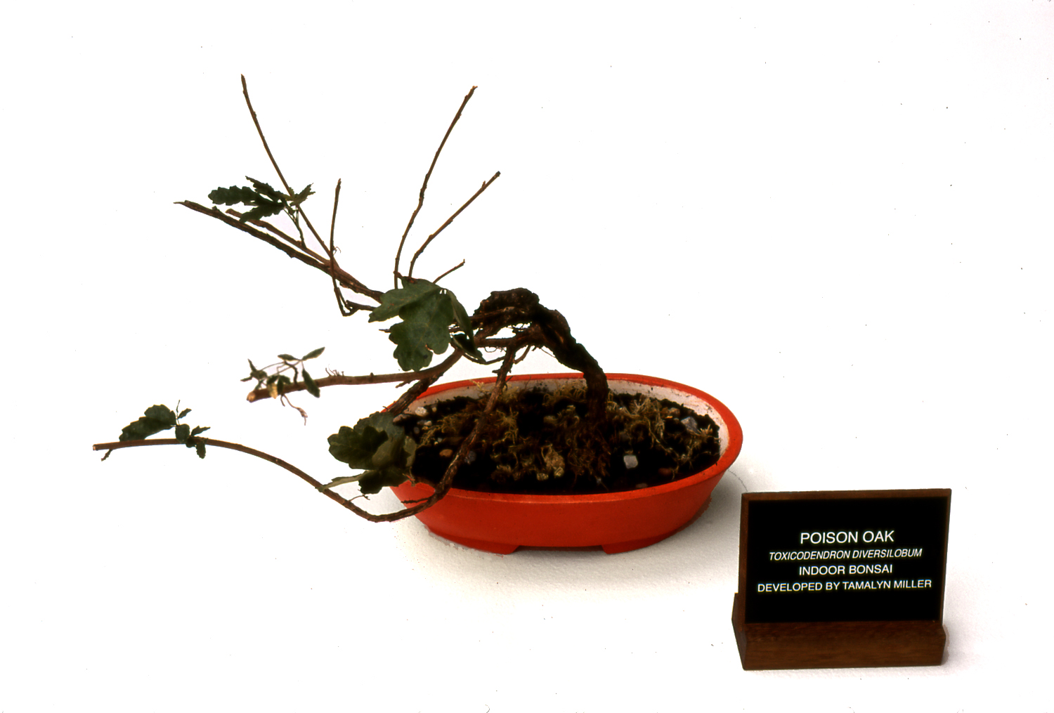 POISON OAK BONSAI Twisting a classical symbol of cultivated beauty, Poison Oak Bonsai grows in a container painted with ground cinnabar, a dangerous, but beautiful mercuric compound that was used in Chinese alchemic elixirs and painting.