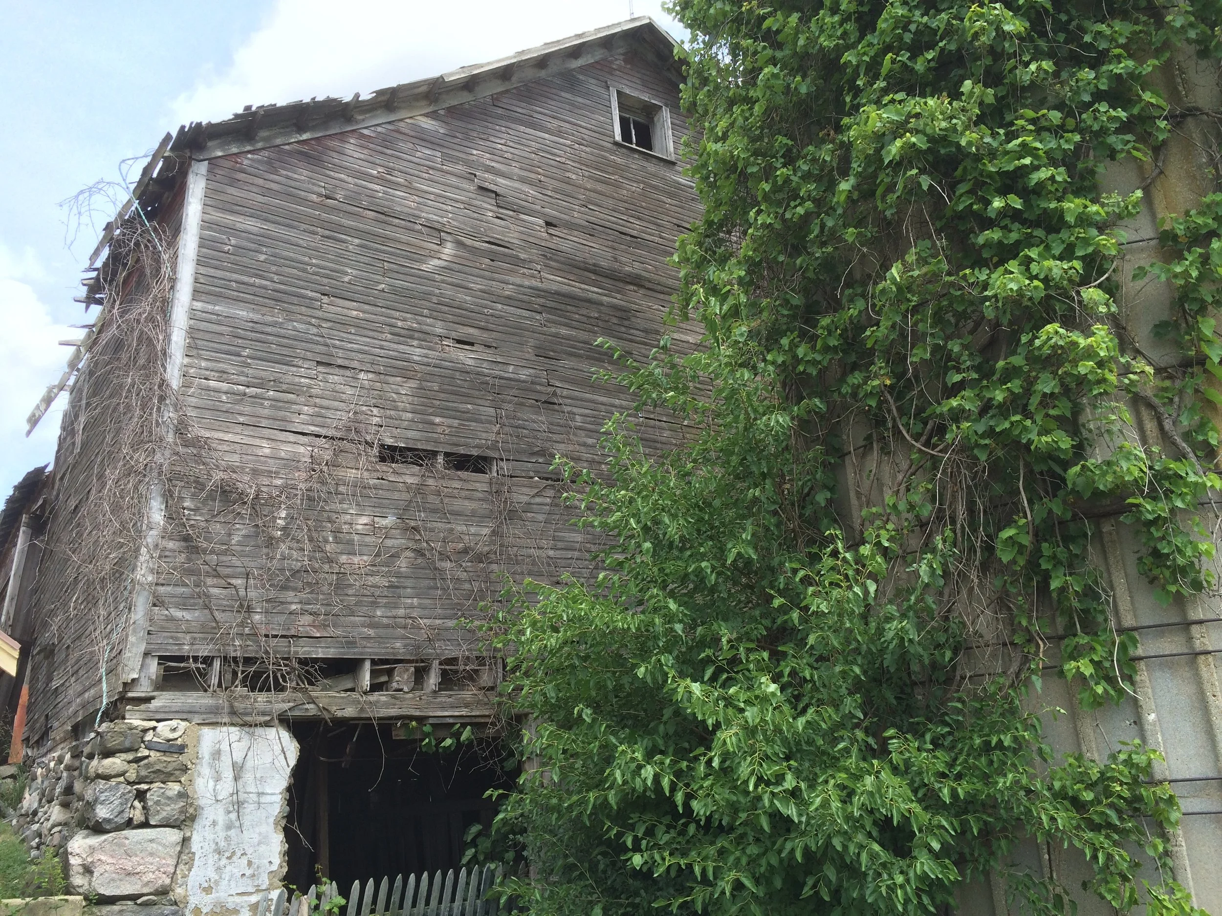 Overgrown with vines and foliage.