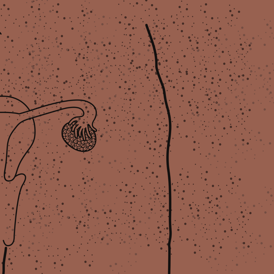 Inclusive Illustrations: Reproductive Anatomy