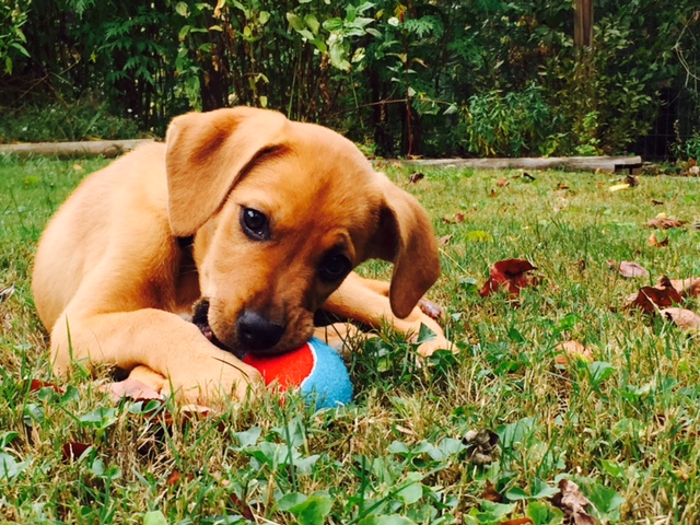 Maz was rescued from the woods in North Georgia, where she was found with her mom and nine litter mates. She survived some challenging health issues and is training to hopefully become the first ARC therapy dog... so far she knows how to sit! 