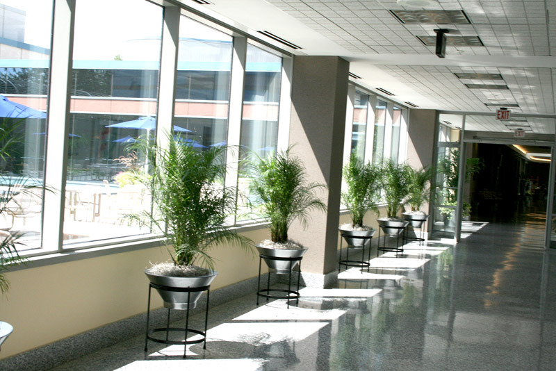 Phoenix Roebelenii Palm in modern pots add drama to a stark hallway.