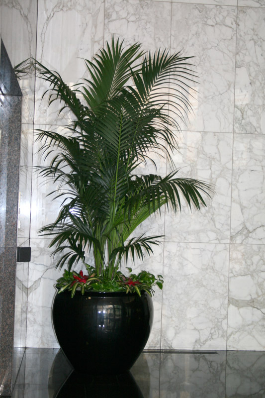 Graceful Specimen Kentia Palm