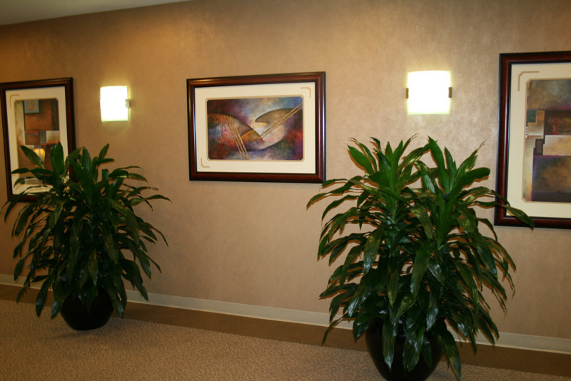 These plants create a great contrasting relationship with the hallway artwork.