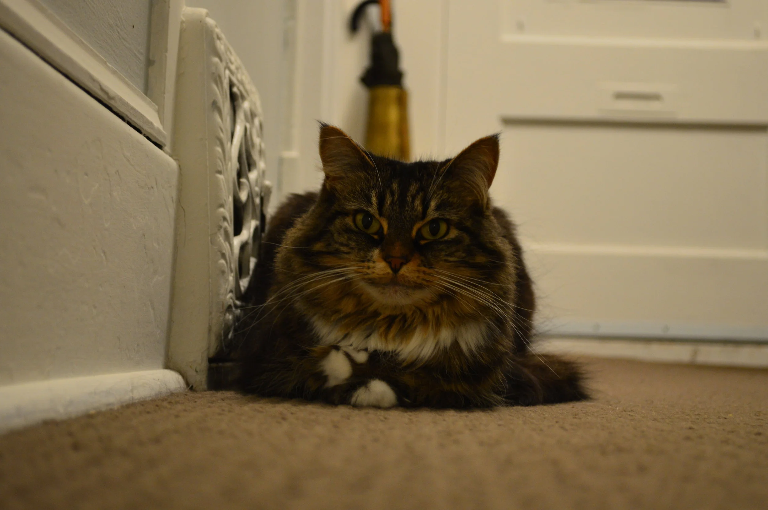laura brown's cat roxy, cats of victoria bc, therapy cat
