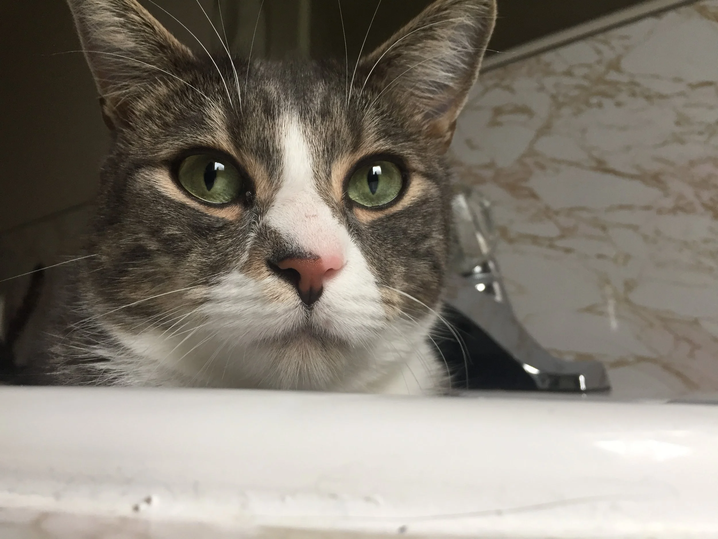 laura browns cat ernie, cats of victoria bc, therapy cat