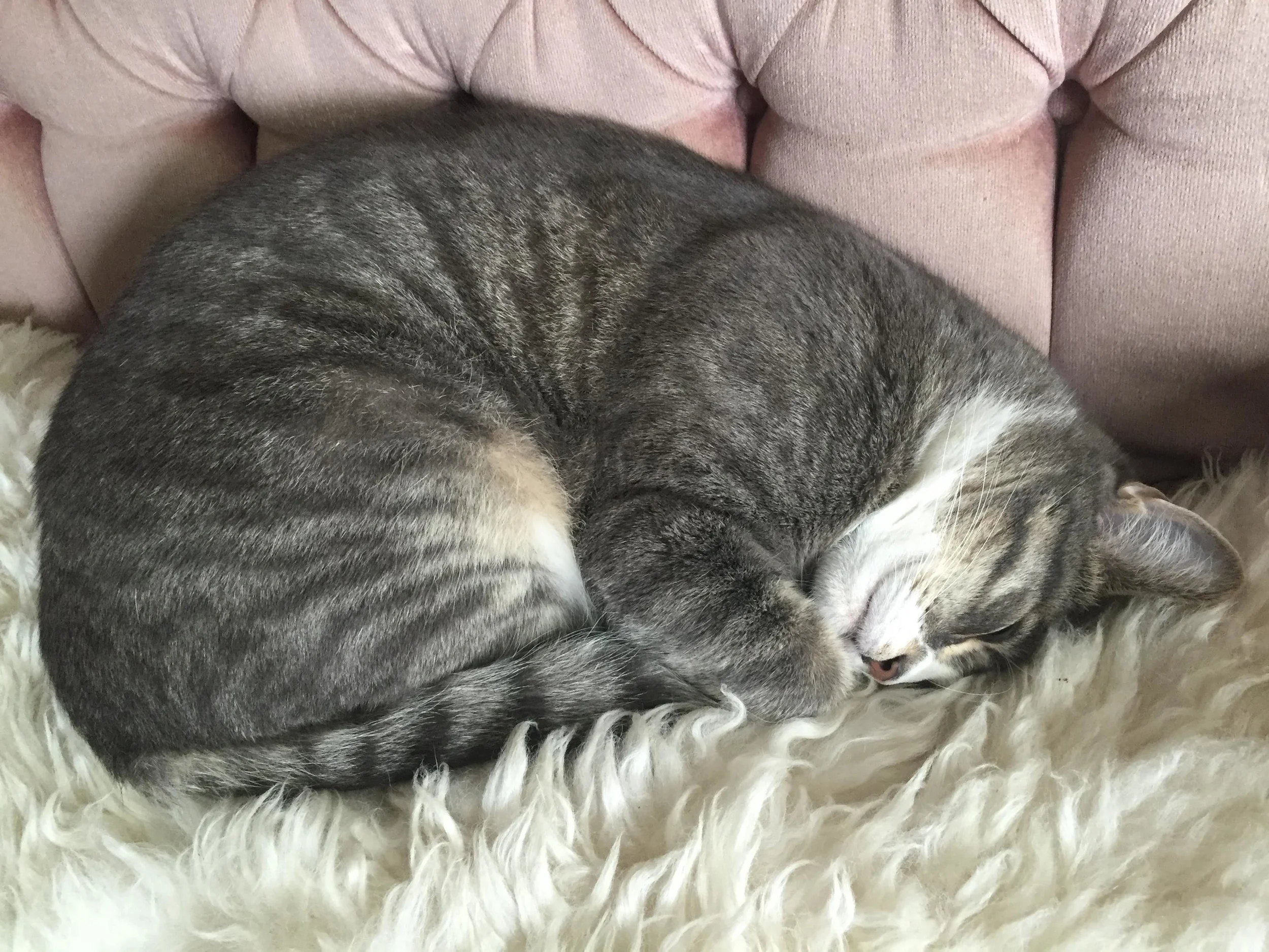 will bratt's cat ernie