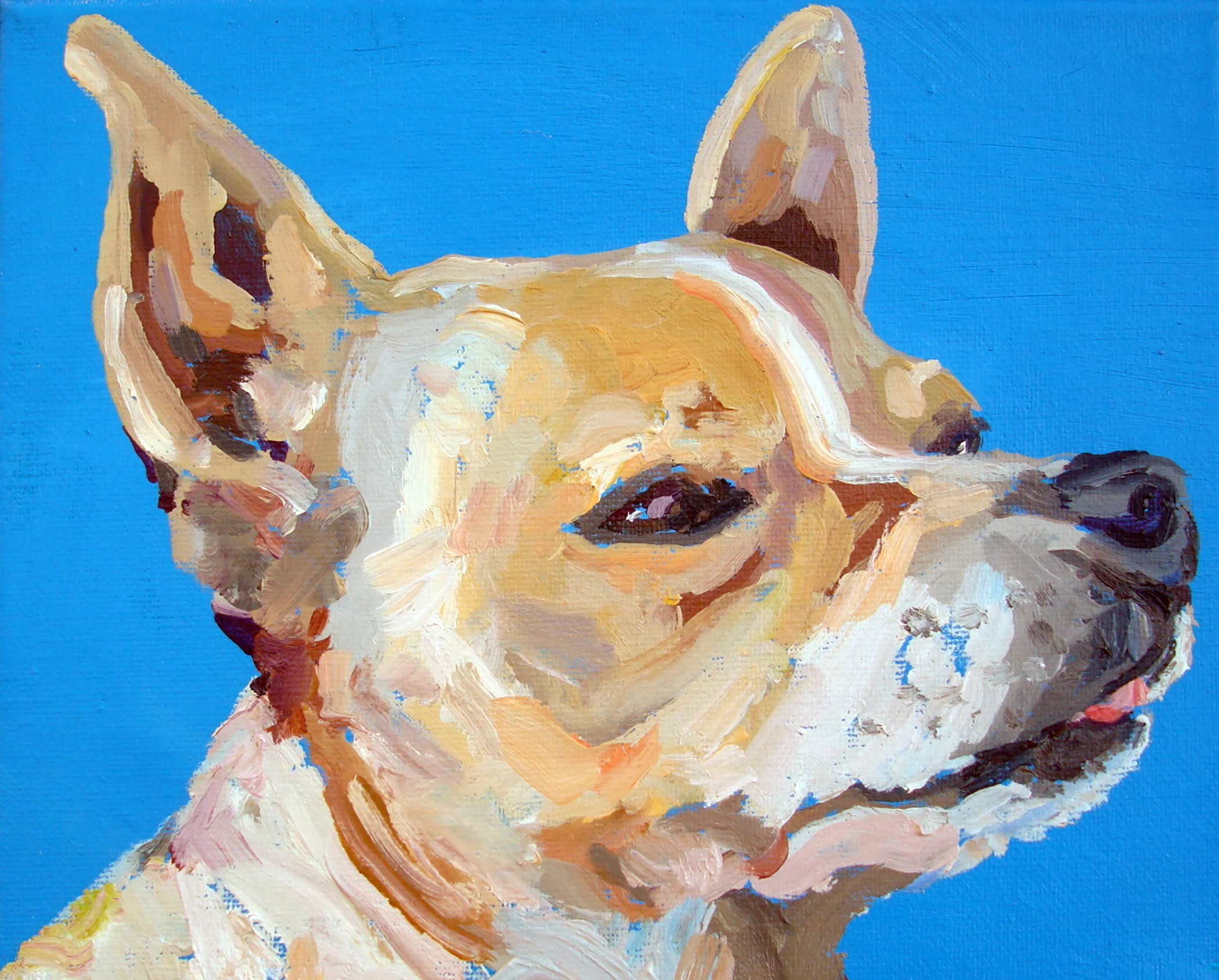 Makka.chihuahua.jpg