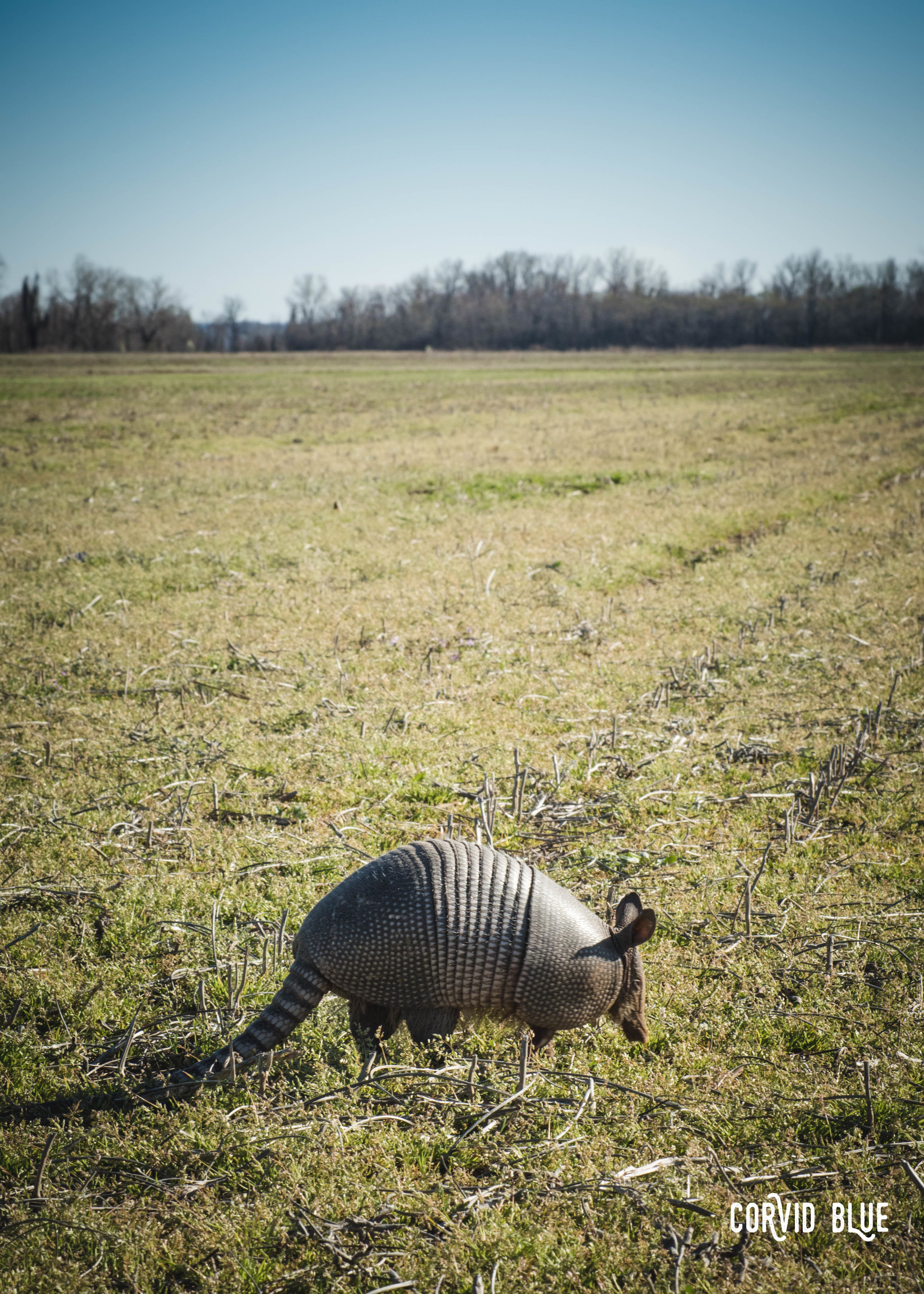 Surprisingly not dead on the side of the road.