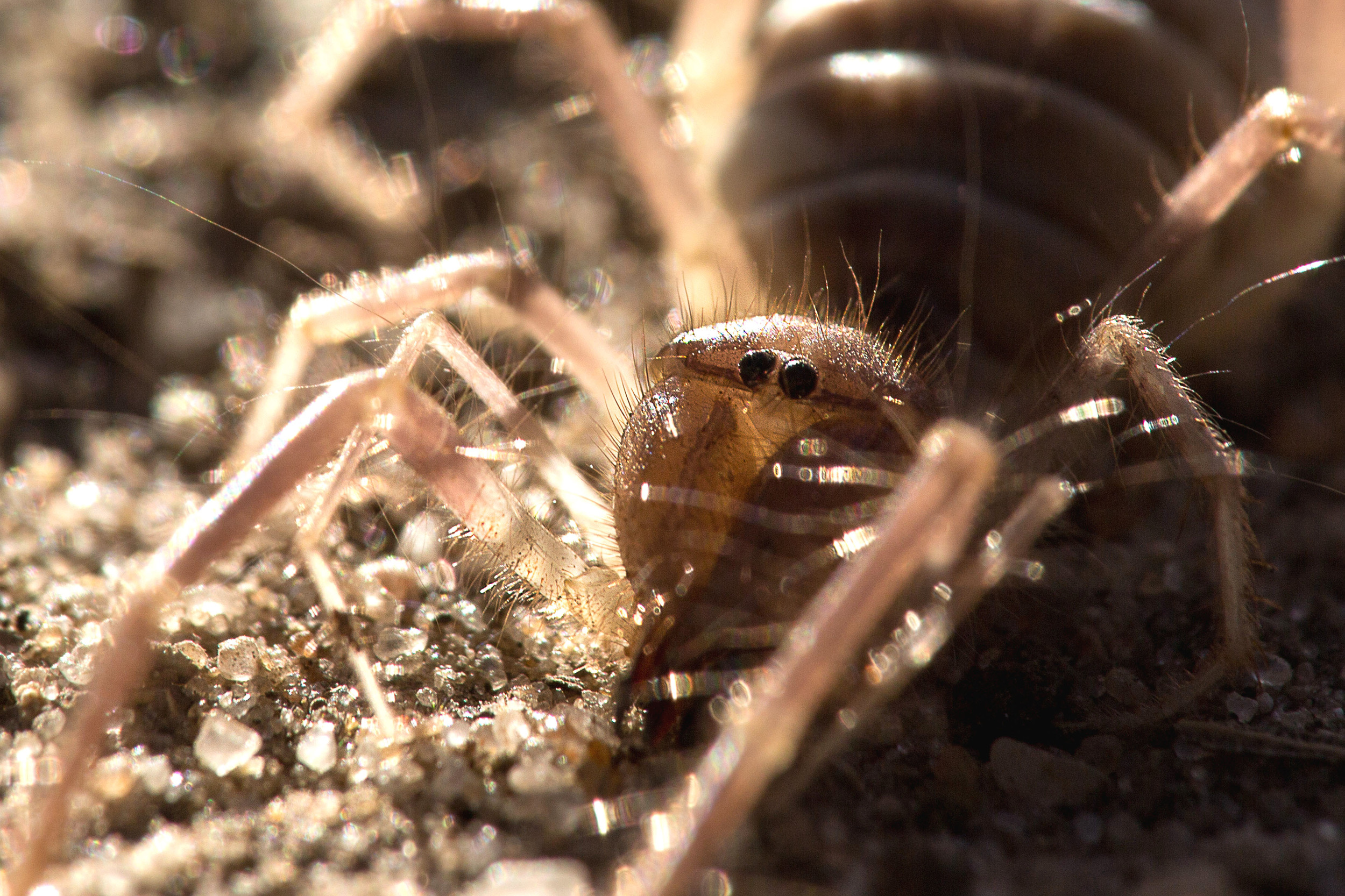 Above: A solifugae found in northern Namibia. Solifugae, like the scorpion, are arachnids that have similarities to scorpions, spiders and other arthropods.