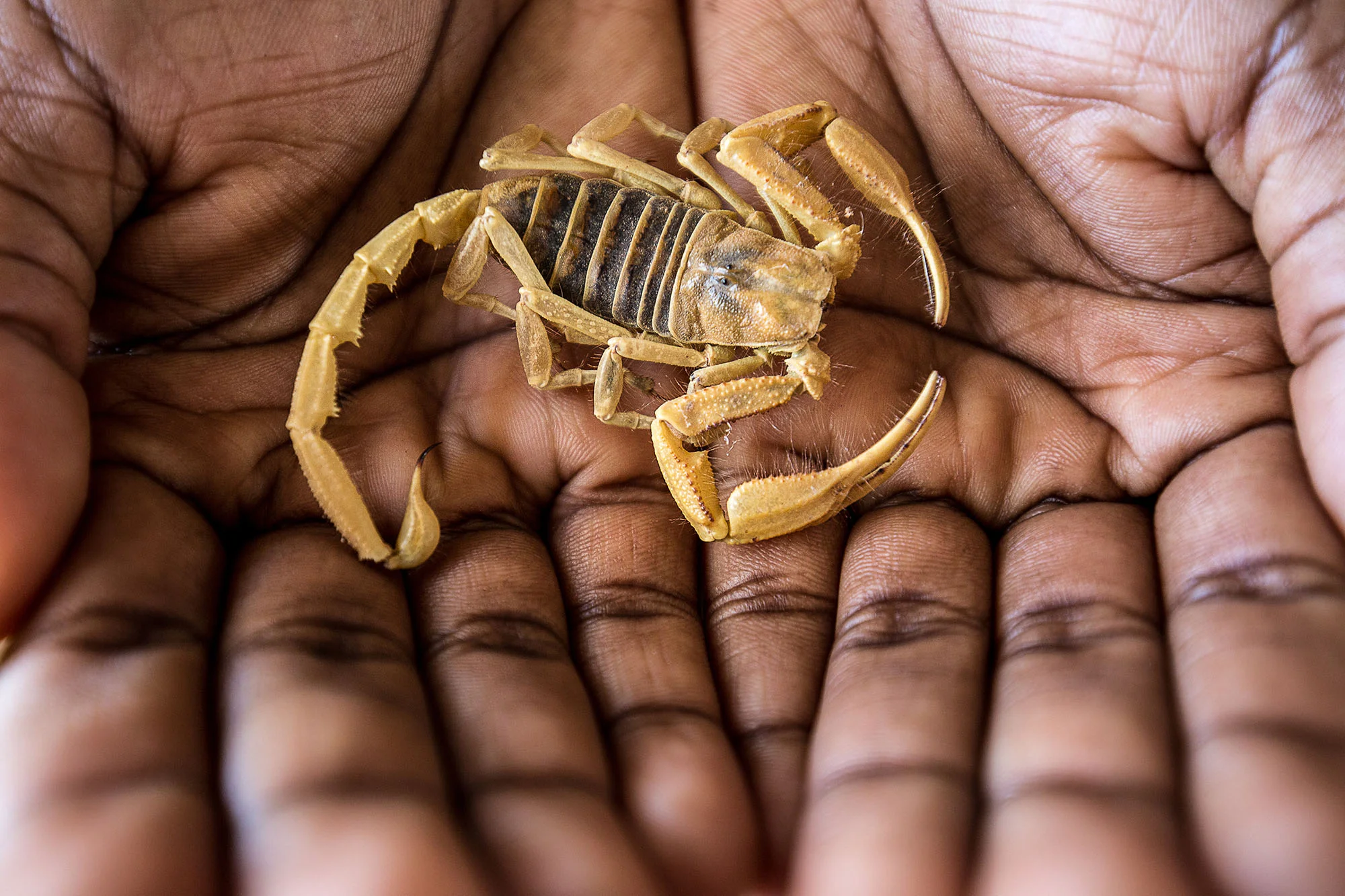Above: A Hadogenes species. This specimen was collected from Gobabeb in the central Namib. Already deceased when discovered, it was drying out in the harsh desert sun.