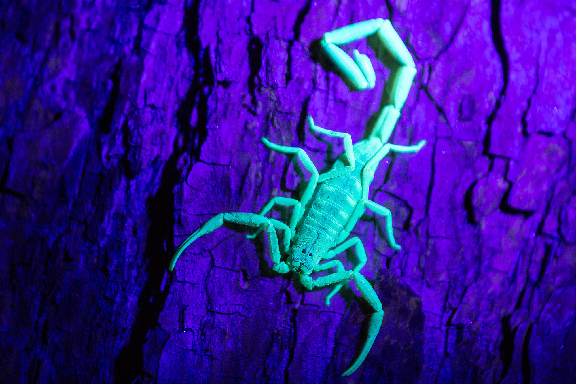Above: A common Tree Bark Scorpion, Uroplectes otjimbinguensis, fluoresces when exposed to ultraviolet light.
