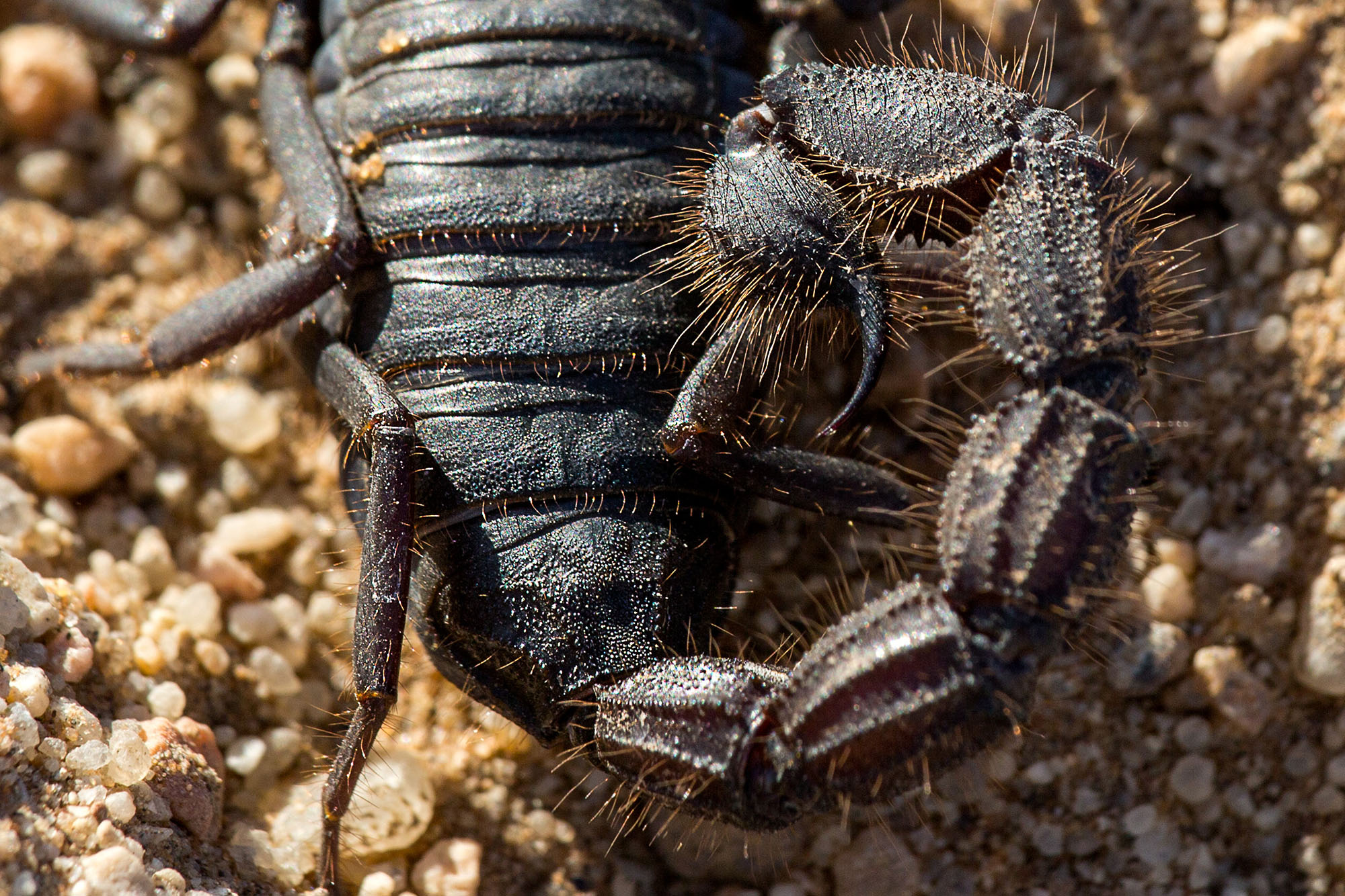 Above: The Parabuthus villosus is a very hairy species with a thick tail, the latter of which is a characteristic of the highly venomous species.