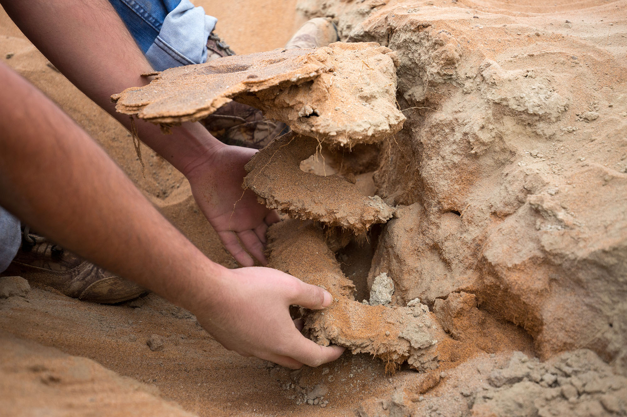 Above: A spiralling burrow of a scorpion is unearthed from the sandy soils of the Namib.