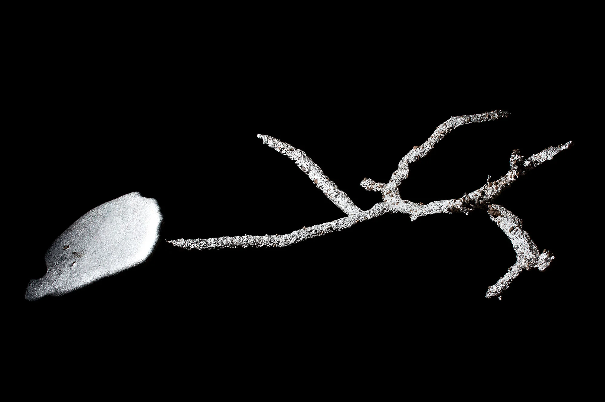 Above: The result of casting a barking gecko, Ptenopus garrulous burrow with zinc. The structure of a burrow differs between animal species. The burrow of this gecko has separate chambers, which branch out as opposed to the usual spiralling shape of a scorpions’.