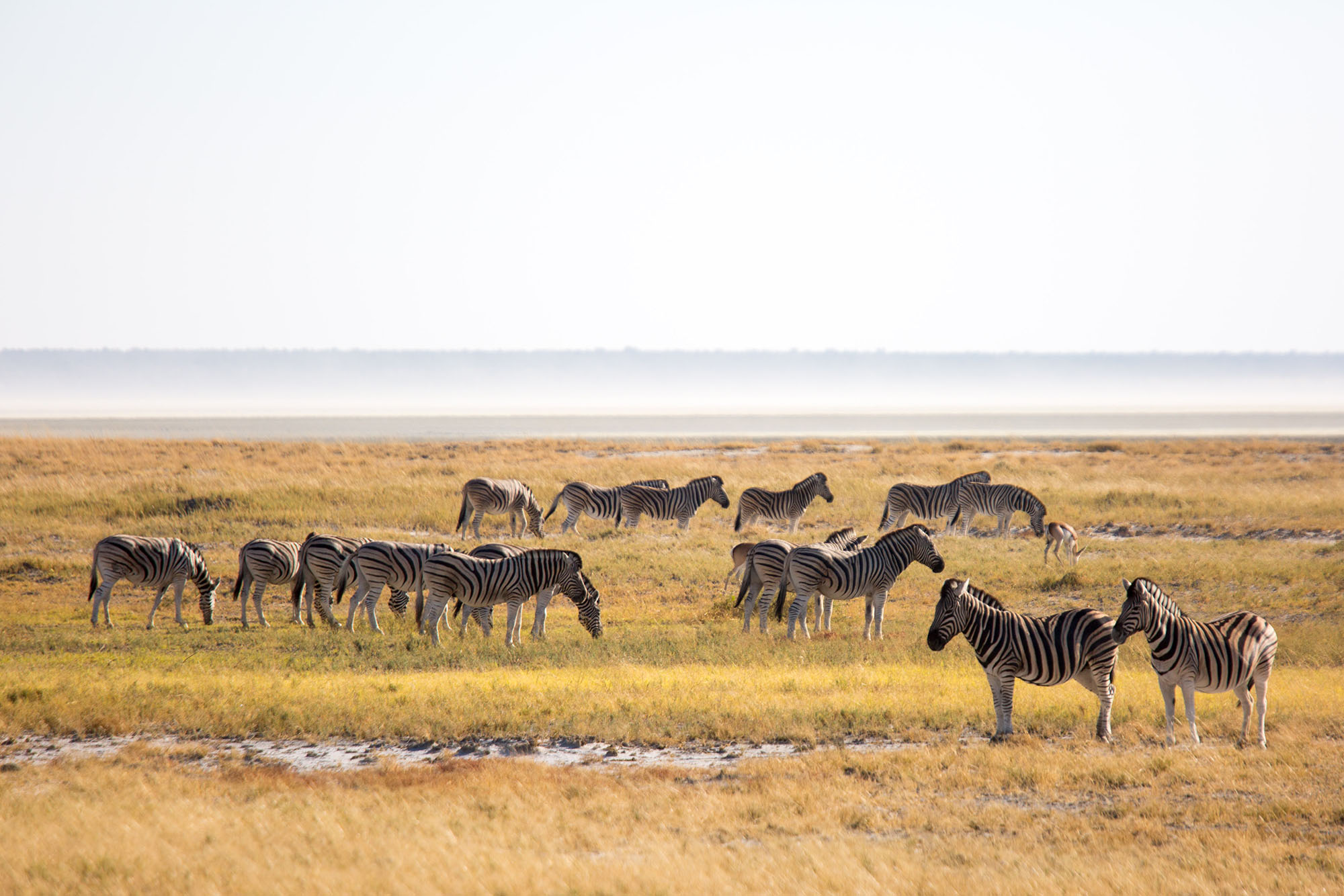 Zebras in Etosha National Park.