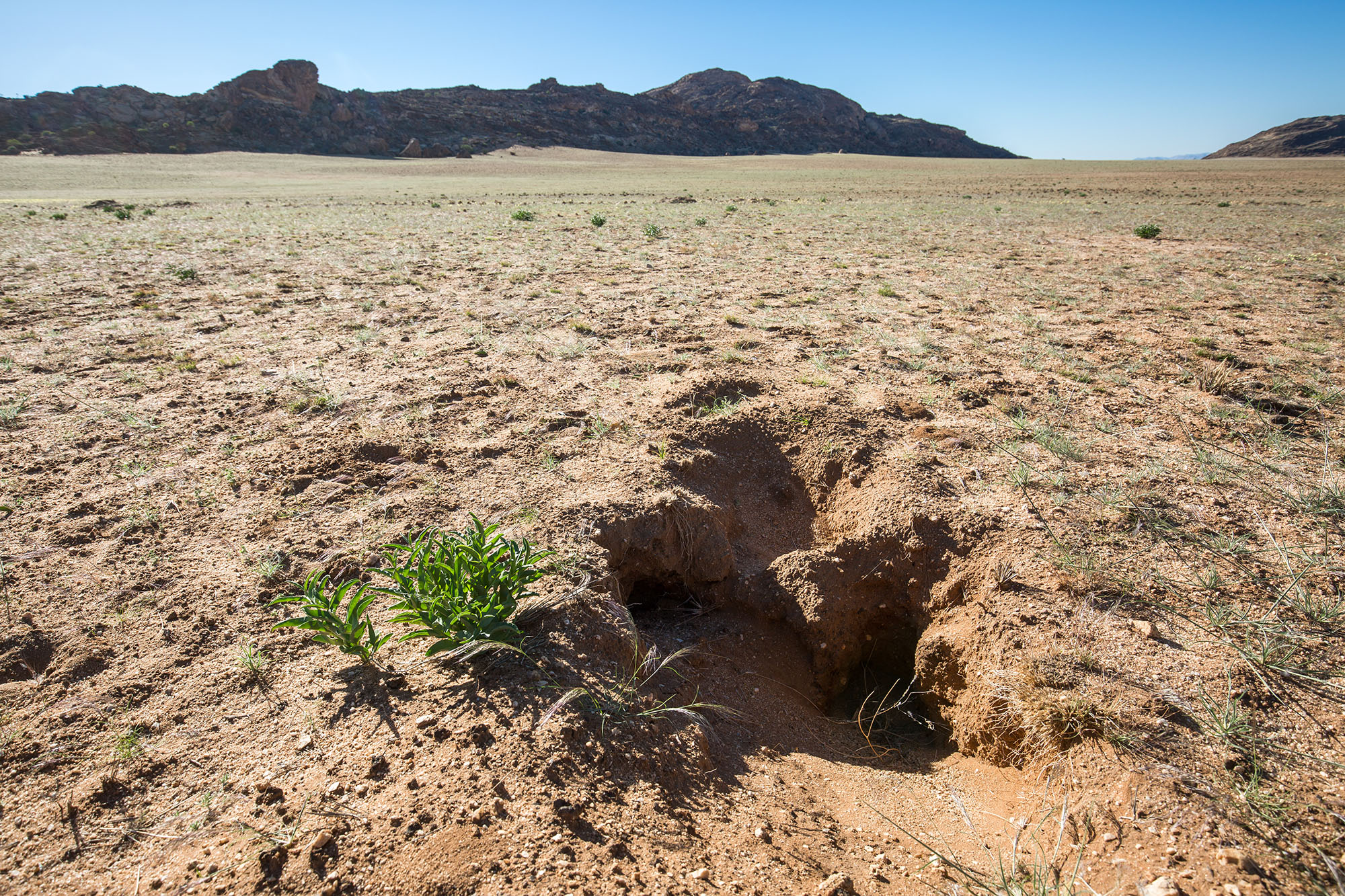 Soil disturbance is prevalent where R. haeneliae grows. Here at Ganab, the plant can be seen next to what is thought to be evidence of rodent burrowing.