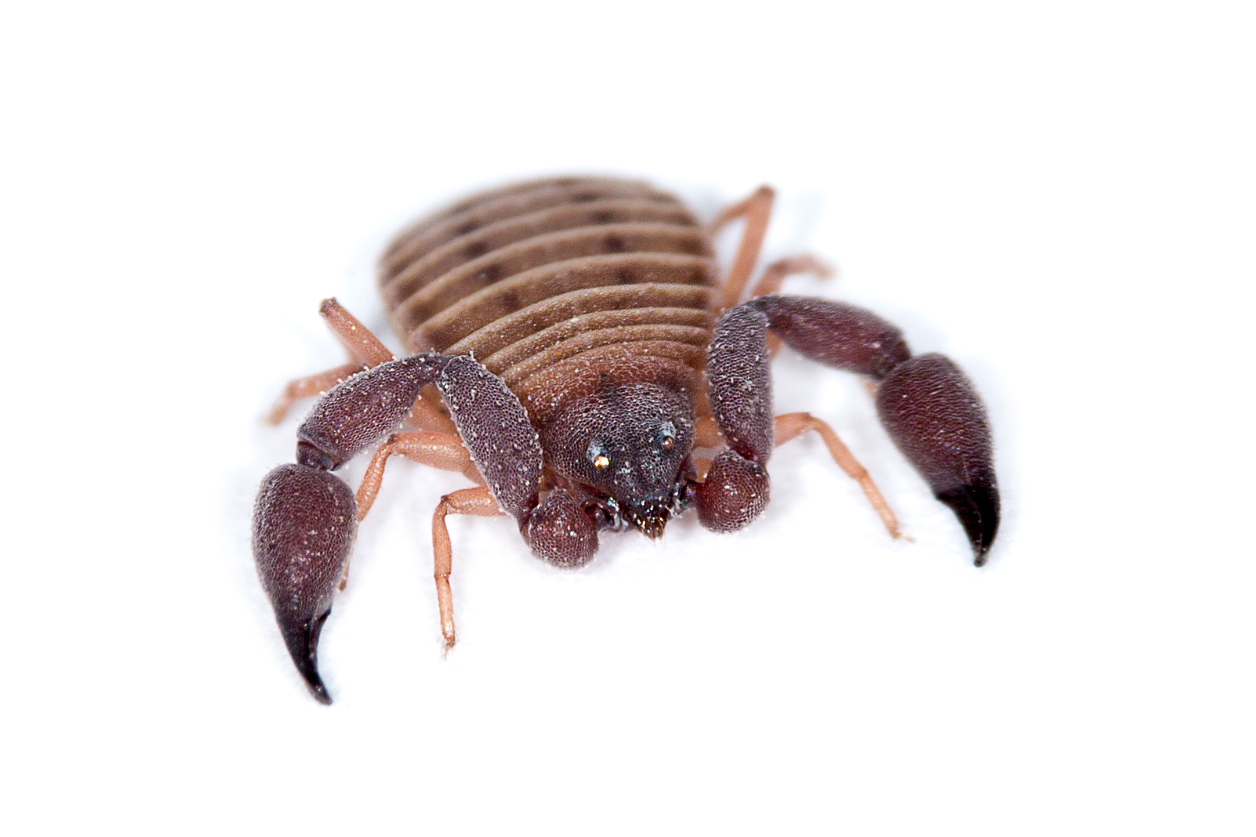 Pseudoscorpion found under a rock in the Namib Sand Sea. 