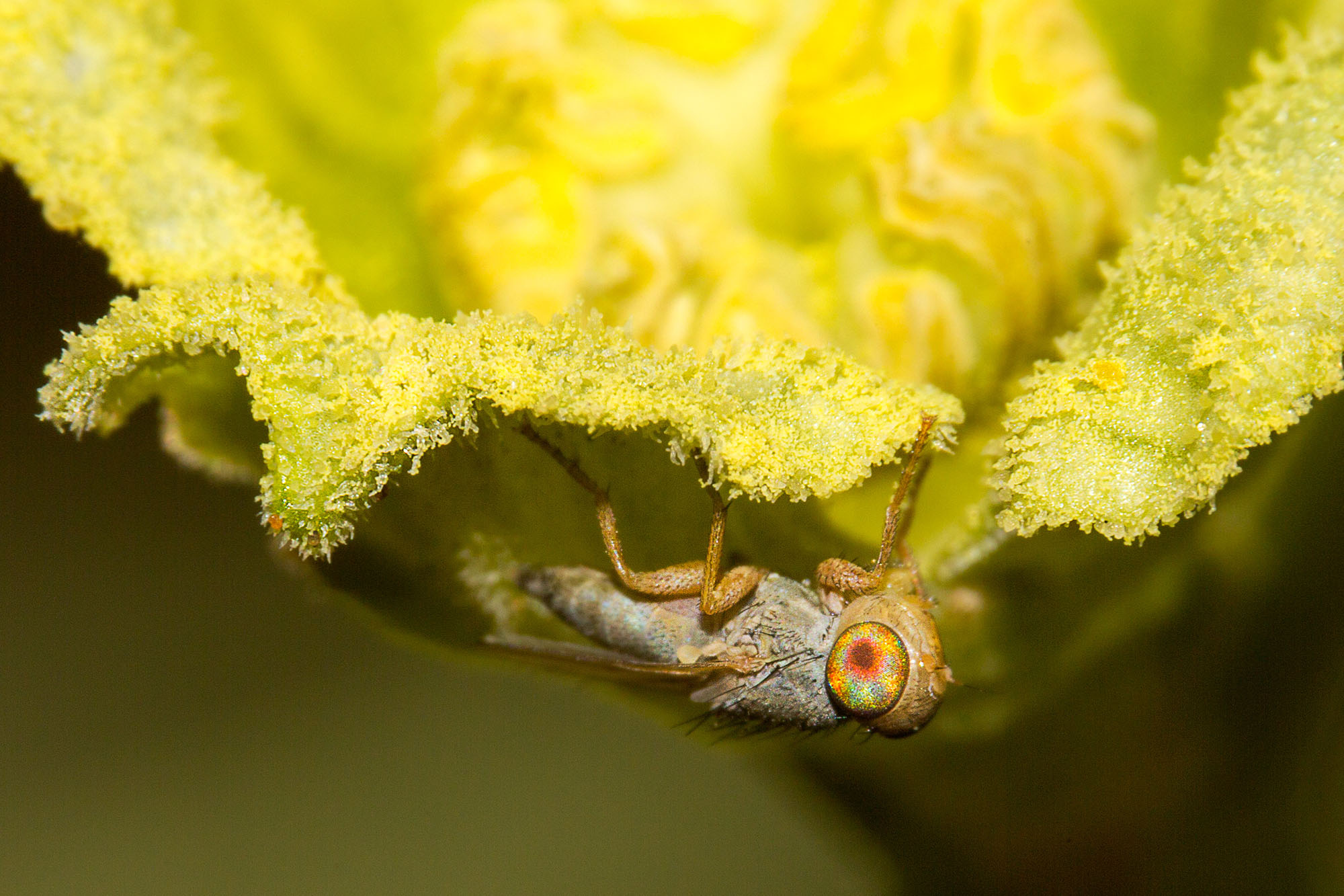 A !nara fly, with pollen grains on it’s legs and body, clings to a !nara flower.