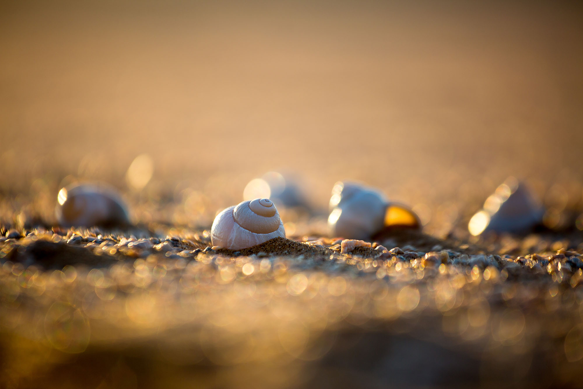 Empty shells found in the Namib Desert.
