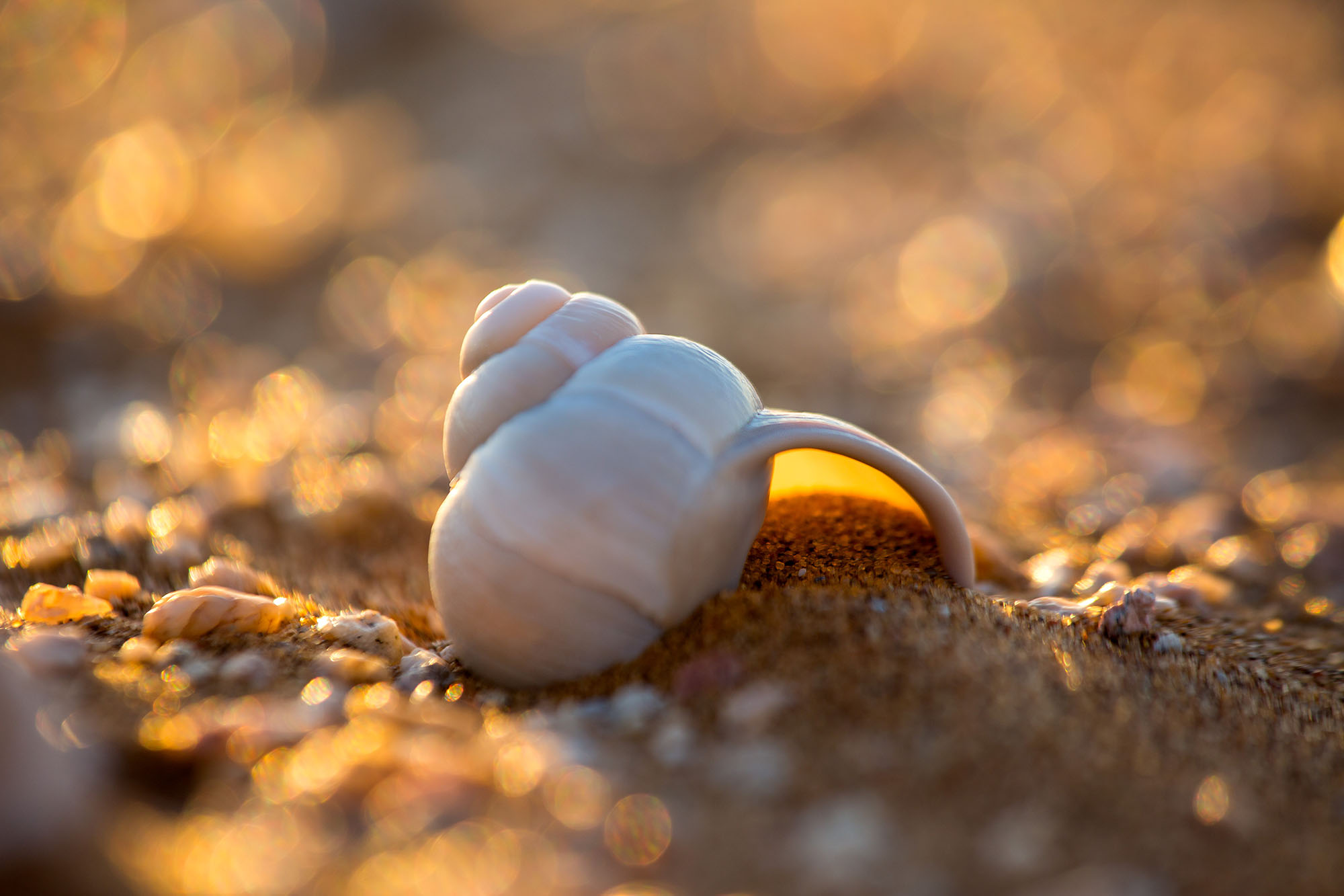 The shell of a Trigonephrus haughtoni.